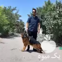 قیمت خرید سگ ژرمن شپرد showline در کرج در گروه سگ و گربه در یکمیوه