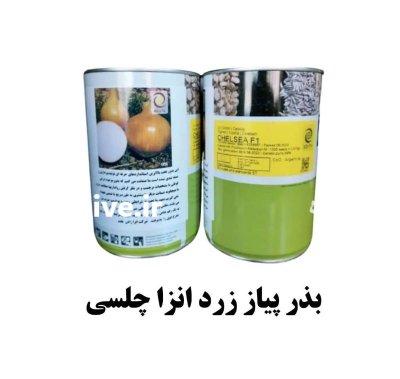 بذر پیاز چلسی انزازادن در اصفهان در گروه خرید و فروش بذر پیاز در یکمیوه -عکس1
