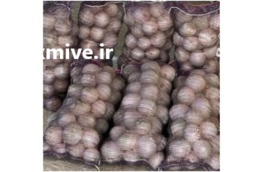 فروش بذر پیاز سیروس سمینیس سایروس در اصفهان در گروه خرید و فروش بذر پیاز در یکمیوه -عکس2