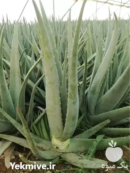 فروش عمده آلورا در خمین در گروه خرید و فروش گیاهان دارویی در یکمیوه -عکس1