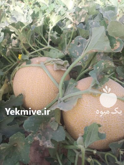 بذر خربزه مارکو کلوز فرانسه در اصفهان در گروه خرید و فروش بذر خربزه در یکمیوه -عکس3