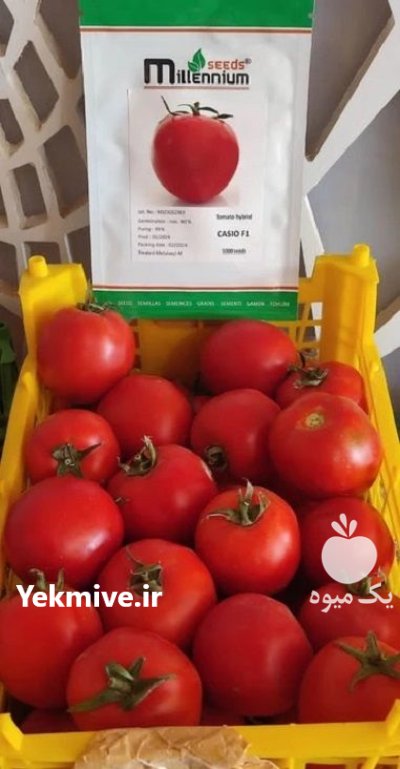 فروش بذر گوجه Casio در اصفهان در گروه خرید و فروش بذر گوجه در یکمیوه -عکس1