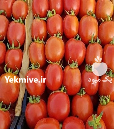 بذر گوجه فرنگی Y KING جنتو در شهرکرد در گروه خرید و فروش بذر گوجه در یکمیوه -عکس3