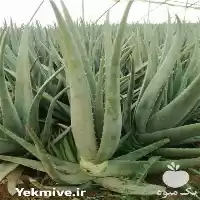 فروش عمده آلورا در خمین در گروه خرید و فروش گیاهان دارویی در یکمیوه