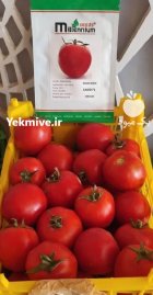 فروش بذر گوجه Casio در اصفهان در گروه خرید و فروش بذر گوجه در یکمیوه