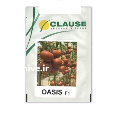 بذر گوجه گلخانه ای اویسیس کلوز در بجستان در گروه خرید و فروش بذر گوجه در یکمیوه -عکس1