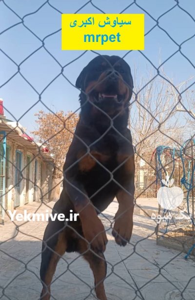 راهنمایی خرید سگ روتوایلر مرکز پرورش در تهران در گروه سگ و گربه در یکمیوه -عکس2