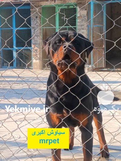 راهنمایی خرید سگ روتوایلر مرکز پرورش در تهران در گروه سگ و گربه در یکمیوه -عکس3