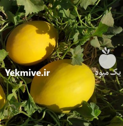 فروش بذر خربزه MAGIC در اصفهان در گروه خرید و فروش بذر خربزه در یکمیوه -عکس2