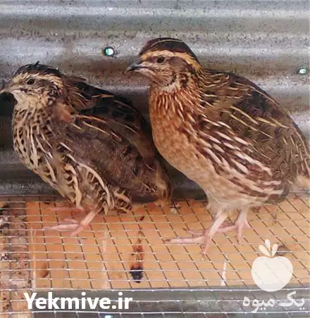 قیمت خرید جوجه بلدرچین در گرگان در گروه مرغ و خروس و بوقلمون و اردک قو قاز در یکمیوه -عکس1