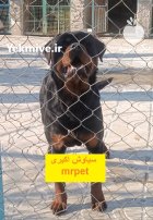 راهنمایی خرید سگ روتوایلر مرکز پرورش در تهران در گروه سگ و گربه در یکمیوه