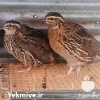 قیمت خرید جوجه بلدرچین در گرگان در گروه مرغ و خروس و بوقلمون و اردک قو قاز در یکمیوه