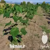 فروش نوار آبیاری قطره ای در ملکان در گروه خرید و فروش دستگاه آبیاری در یکمیوه