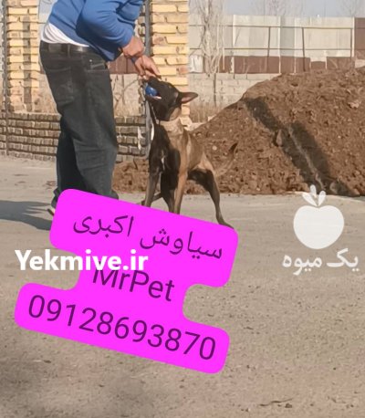 خرید سگ مالینویز به قیمت درایو در تهران در گروه سگ و گربه در یکمیوه -عکس1