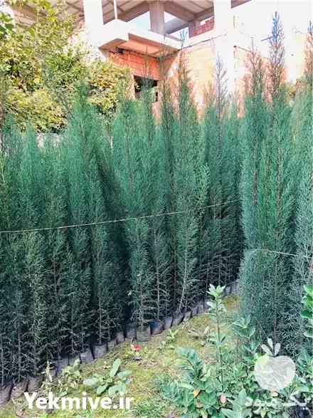 فروش نهال سرو شیراز ناز در ساری در گروه خرید و فروش نهال سرو در یکمیوه -عکس1