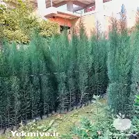 فروش نهال سرو شیراز ناز در ساری در گروه خرید و فروش نهال سرو در یکمیوه