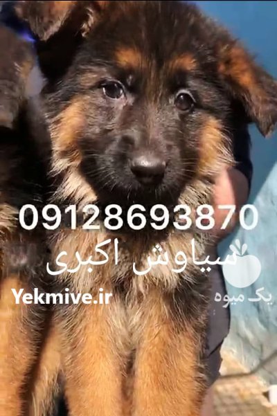 خرید فروش سگ ژرمن شپرد مرکز در کرج در گروه سگ و گربه در یکمیوه -عکس2