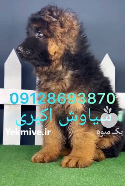 خرید فروش سگ ژرمن شپرد مرکز در کرج در گروه سگ و گربه در یکمیوه -عکس1