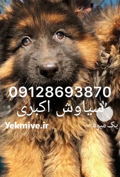 خرید فروش سگ ژرمن شپرد مرکز در کرج در گروه سگ و گربه در یکمیوه -عکس3