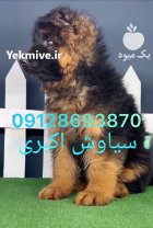 خرید فروش سگ ژرمن شپرد مرکز در کرج در گروه سگ و گربه در یکمیوه