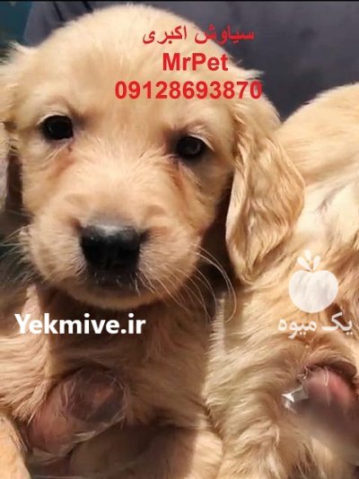 فروش سگ گلدن رتریور پرستار مناسب در تهران در گروه سگ و گربه در یکمیوه -عکس3