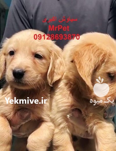 فروش سگ گلدن رتریور پرستار مناسب در تهران در گروه سگ و گربه در یکمیوه -عکس2