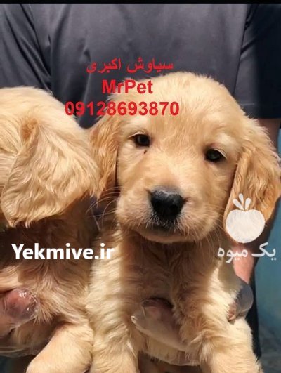 فروش سگ گلدن رتریور پرستار مناسب در تهران در گروه سگ و گربه در یکمیوه -عکس1