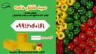 فروش سبد جعبه فلفل دلمه در تیران در گروه خرید و فروش انواع سبد در یکمیوه