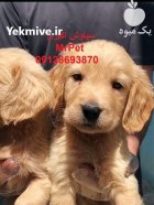 فروش سگ گلدن رتریور پرستار مناسب در تهران در گروه سگ و گربه در یکمیوه