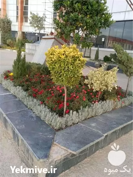 خدمات باغبانی گلکاری باغچه کاری در تهران در گروه هرس کاری در یکمیوه -عکس1