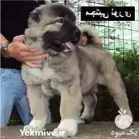 فروش خریدار سگ در کرج در گروه سگ و گربه در یکمیوه