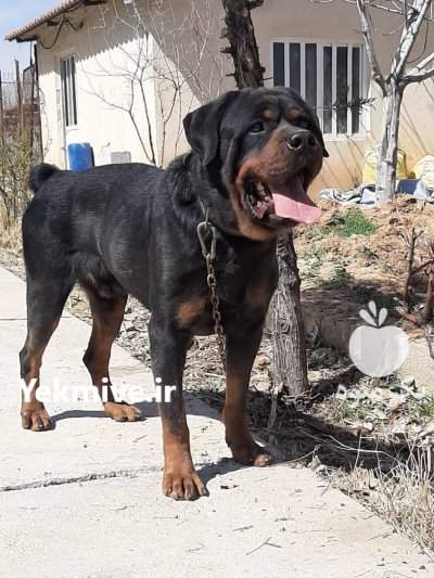 خرید فروش سگ روتوایلر سگ محبوب در طالقان  در گروه سگ و گربه در یکمیوه -عکس1