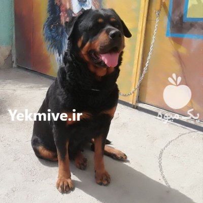 خرید فروش سگ روتوایلر سگ محبوب در طالقان  در گروه سگ و گربه در یکمیوه -عکس2