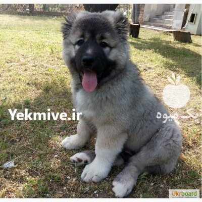 خرید و فروش سگ قفقازی در کرج در گروه سگ و گربه در یکمیوه -عکس1