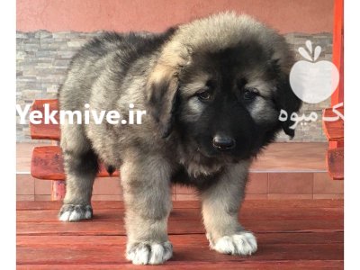 خرید و فروش سگ قفقازی در کرج در گروه سگ و گربه در یکمیوه -عکس2