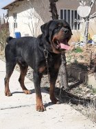 خرید فروش سگ روتوایلر سگ محبوب در طالقان  در گروه سگ و گربه در یکمیوه