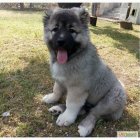 خرید و فروش سگ قفقازی در کرج در گروه سگ و گربه در یکمیوه