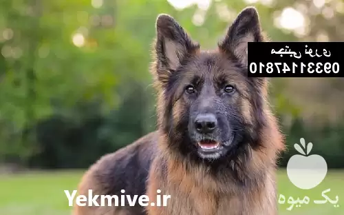 قیمت خرید سگ ژرمن شپرد شولاین در کرج در گروه سگ و گربه در یکمیوه -عکس1