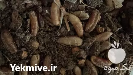 قیمت خرید هسته خرما در مشهد در گروه خوراک دام و طیور در یکمیوه -عکس1