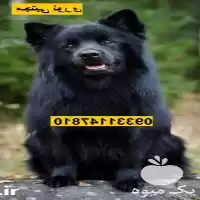 فروش سگ در نژاد سگ ژرمن در کرج در گروه سگ و گربه در یکمیوه