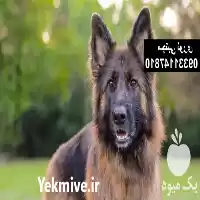 قیمت خرید سگ ژرمن شپرد شولاین در کرج در گروه سگ و گربه در یکمیوه