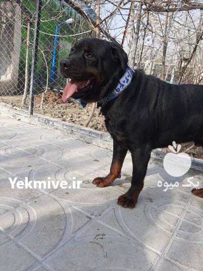 خرید و فروش سگ روتوایلر در آبعلی در گروه سگ و گربه در یکمیوه -عکس1
