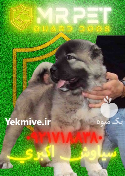 توله سگ سرابی زات قدیم ماهه در تهران در گروه سگ و گربه در یکمیوه -عکس1