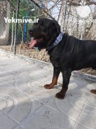 خرید و فروش سگ روتوایلر در آبعلی در گروه سگ و گربه در یکمیوه