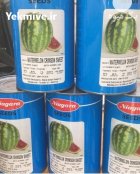 بذر هندوانه استاندارد خطی نیاگارا در پره سر در گروه خرید و فروش بذر هندوانه در یکمیوه