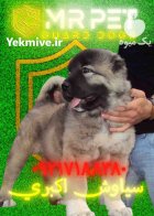 توله سگ سرابی زات قدیم ماهه در تهران در گروه سگ و گربه در یکمیوه