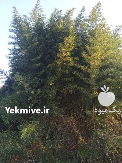 نهال بامبو خیزران با ریشه ب در رشت در گروه خرید و فروش نهال بامبو در یکمیوه -عکس1