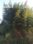 نهال بامبو خیزران با ریشه ب در رشت در گروه خرید و فروش نهال بامبو در یکمیوه