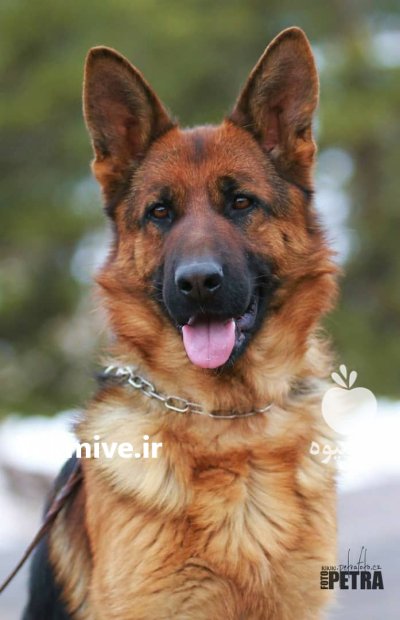 خرید و فروش سگ ژرمن شپرد در کرج در گروه سگ و گربه در یکمیوه -عکس1