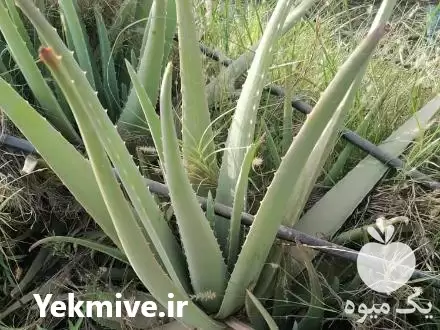 قیمت خرید برگ آلوئه ورا در میناب در گروه خرید و فروش گیاهان دارویی در یکمیوه -عکس1